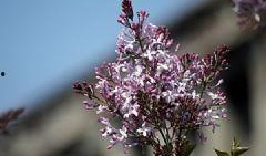 国产丁香网,探索中医药文化的瑰宝与传承